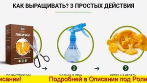 Домашняя Грибница Белые Грибы В Коробке