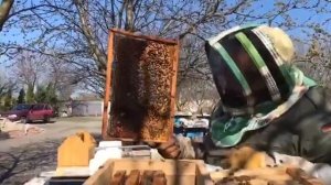 Пересадка пчелопакетов. Советы начинающим