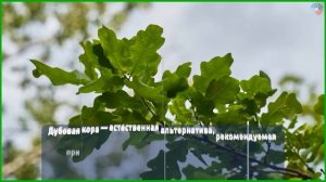 Кора дуба - лечебные свойства