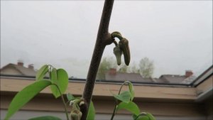 Мои экзотические растения: пассифлора, черимойя, хурм?