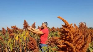 1 400 000 рублей доход с 1 гектара на амаранте Очень,Очень,?