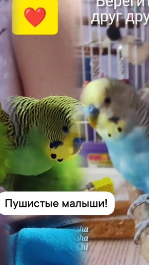 Забавные Птичкины красавчики попугайчики Кеша Тиша