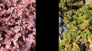 АЦЕНА  (АCAENA)  сем. Розоцветные