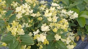 Полистар, гортензия самая ранняя в моем саду. Компактн