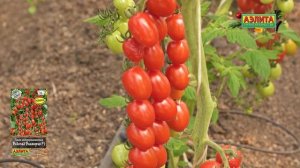 НОВИНКА 2025! МЕГАУРОЖАЙНЫЙ ЧЕРРИ ТОМАТ ВОДОПАД ВИКТОРИ