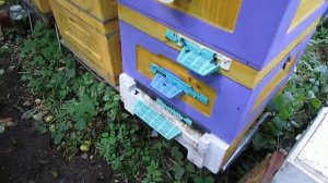 12 рамочный улей на рутовскую рамку, часть 3 -  проверяю ?