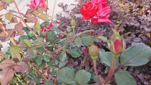 Сорт розы - Нокаут, в красном и розовом цвете, ШЕДЕВР, а