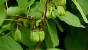 Урожай киви 🥝 в этом году 🤩