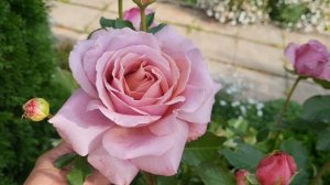 Дача! 🏡Начало цветения второй волны роз!🌹 Ужин.🍽