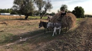 Везу сено