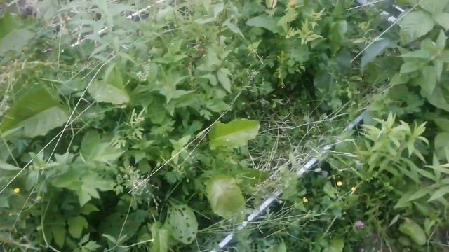 Я обнаружила ещё мешок с картошкой, делать нечего, саж? смотреть онлайн