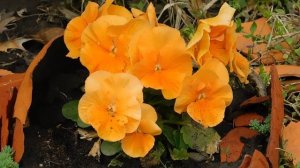 01=04=2025  ник   (64)  ЦВЕТЫ