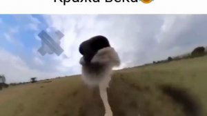 Камера и львица
