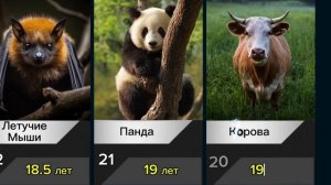 Продолжительность жизни Животных
