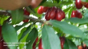 #кизил #саженцы Ранний КИЗИЛ Элегантный обзор сорта
