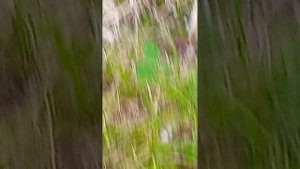 Арсений из Роб Оксана улице А где же мой четырёхлёстный клевер