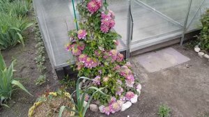 Клематис Кайзер. Clematis Kaiser . Японские сорта клематисов .