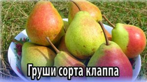 Великолепный вкус груши сорта любимица клаппа
