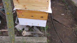 ответы на вопросы - холодная зимовка пчел, за и против