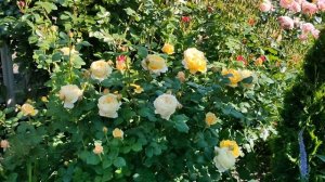 Розы Остина.  Достоинства и недостатки.