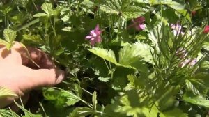 Растения ТАЙГИ Княженика Сибирский Борщевик Куриная ?