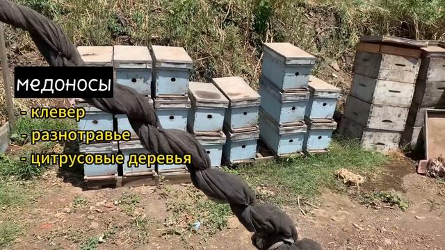 Египет. Самая большая пасека в Каире.