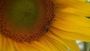 Технология выращивания подсолнечника - правильное оп?