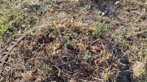 Как можно обновить грядочки по Овсинскому.