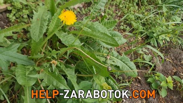 13 мая   Всемирный день одуванчика: польза, история и ин? смотреть онлайн