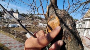 Как сохранить старую яблоню