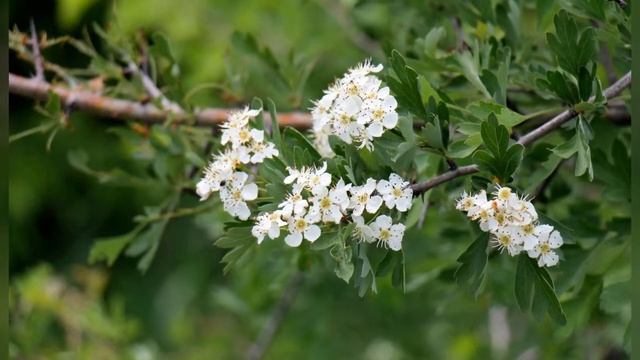БОЯРЫШНИК  (CRATAEGUS)  сем. Розоцветные смотреть онлайн