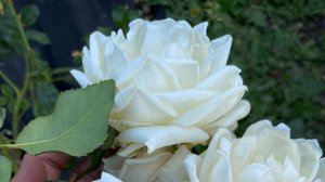 Розы и джаз