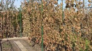 На нашем винограднике  Подготовка к зиме  С чего начат?