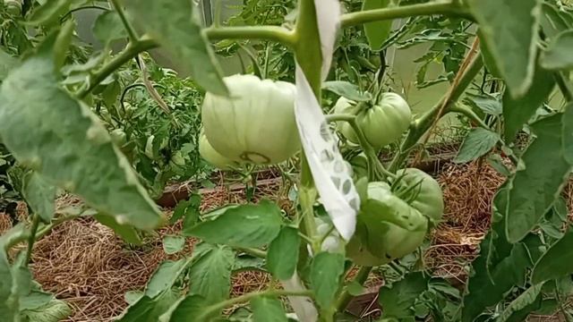 Вести из сада 20.07.2024. Полный обзор томатов. смотреть онлайн