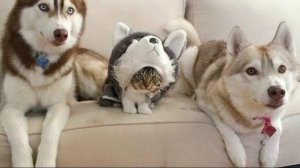 ПРИКОЛЫ С ЖИВОТНЫМИ ДО СЛЕЗ #189 Смешные КОТЫ И СОБАКИ  Приколы