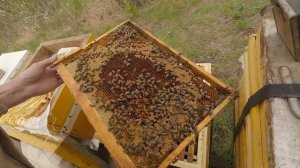 В поиске медоносов. Два дня из жизни пчеловода.