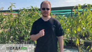 Черешня Сестренка описание и характеристика сорта