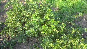 Обзор крыжовника Гроссуляр.