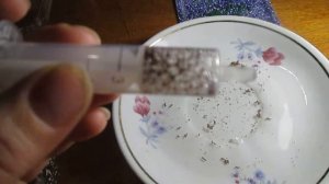 СУПЕР МЕТОД ПОСЕВА ЛОБЕЛИИ И ДРУГИХ МЕЛКИХ СЕМЯН \\\ ПР?