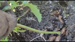 Как бороться со слизнями?