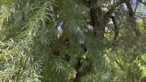 ПРЯТКИ НА ДАЧЕ. ЧАСТЬ 1 . #ктопобедит  #дача #прятки