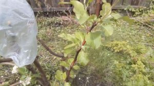 Привил грушу на яблоню , смотри до конца  #яблоня #приви