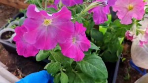 Петуния F2. Можно ли собирать семена с гибридов петунии