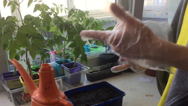 ОГОРОД НА БАЛКОНЕ (2) #7: САДИМ ОГУРЦЫ! смотреть онлайн