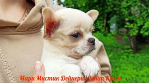 Здоровые щенки чихуахуа для Вас #купить_щенка_чихуахуа_продаю 89215950848
