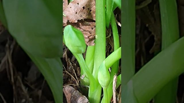 Левурда,Див чесън,Мечи лук,Allium ursinum,кулинария,имунитет смотреть онлайн