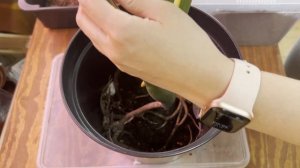 №111. Черенкование монстеры делициоза. Весь процесс - о?