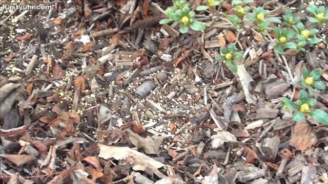 Подкисление почвы серой. Мой опыт, нормы внесения. смотреть онлайн