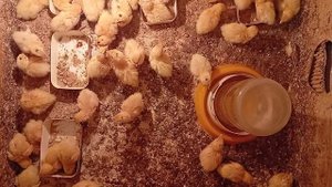 Перепелята трёхдневные.