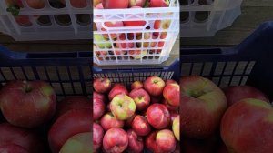 Яблоки Лобо, Антей, Ауксис. Снимаю урожай.